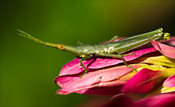 Longnose insect